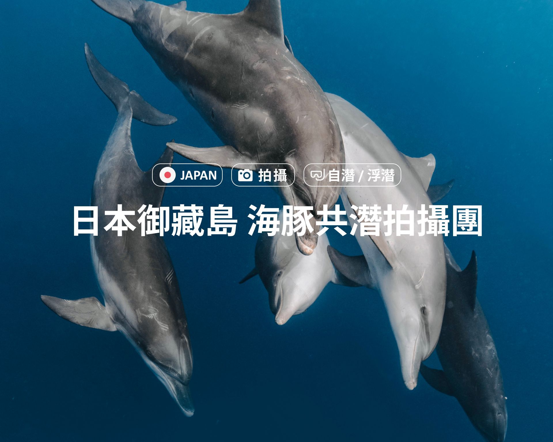 海豚 🇯🇵 日本御藏島海豚共潛拍攝團